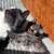 Longhair Kittens 6 thumbnail