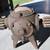 Antique steam punk compressor. 2 thumbnail