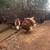 Turkeys 1 thumbnail
