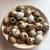 Coturnix quail 6 thumbnail