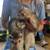 Two ferrets 2 thumbnail