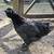 Pullets and Roos 11 thumbnail