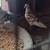 Pet pigeons 1 thumbnail