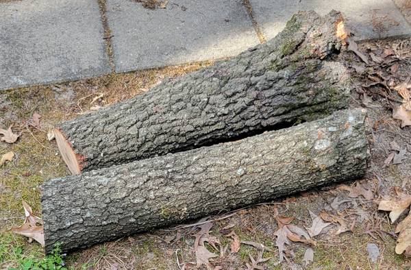 2 HOLLY TREE LOGS 1