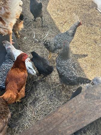 Cuckoo Marans 1