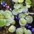 Red root Floaters & frogbit 2 thumbnail