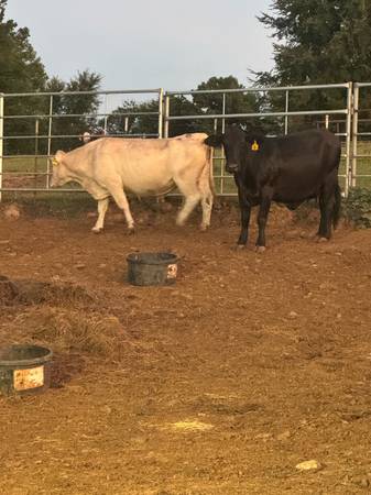 2 bred cows 1