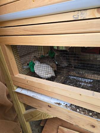 Quail 1