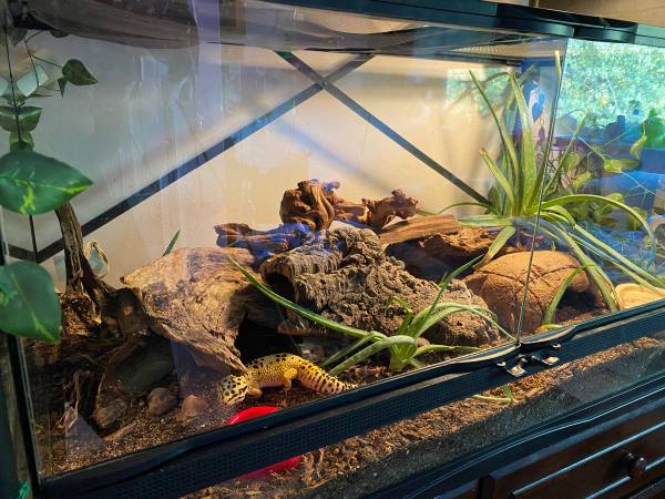 Rehoming Leopard Gecko everything included (Tigard)63916332958851122