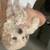 Morkie poo 2 thumbnail