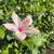 Blueberry Plants Fruiting Bougainvillea Hibiscus Sage Bird of Paradise 15 thumbnail