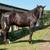 Percheron Stud Colt 3 thumbnail