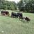 7 nice cows 7 thumbnail