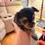 Yorkie pups 5 thumbnail