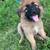 Guard pup 2 thumbnail