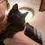 2 twin Kittens plus 2 thumbnail