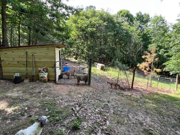 Registered purebred Nigerian dwarf Billy with paperwork 1