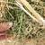 Alfalfa round bales 2 thumbnail