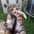 Kittens 6 weeks 5 thumbnail
