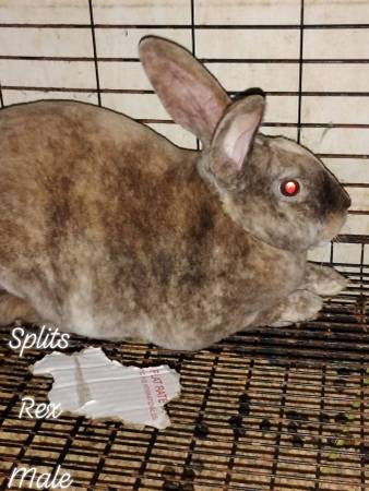 Rabbits 1