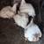 White Chickens/pollos 2 thumbnail