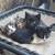 Kittens 8 wks old 4 thumbnail