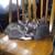 Beautiful Kittens 1 thumbnail