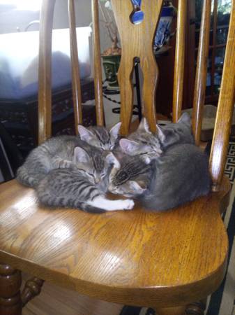 Beautiful Kittens 1