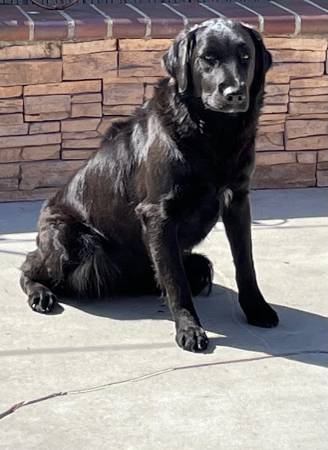 Buscando un hogar cariñoso para Athena