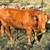 Red angus steer 1 thumbnail
