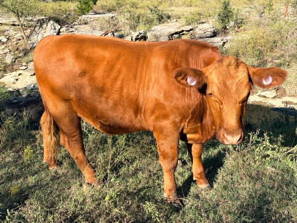 Red angus steer 1