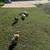 Ducks 4 thumbnail
