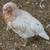 PULLETS 9 week old and 13 week old 13 thumbnail