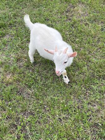 Nigerian weaned billy 1