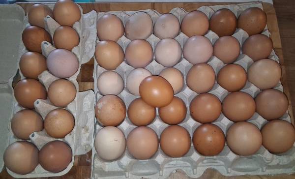 Fresh Eggs  / Huevos Frescos 1