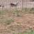 Sheep 2 thumbnail