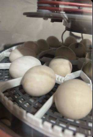 Kikiriki Eggs 1