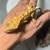 Crested gecko morphs 3 thumbnail