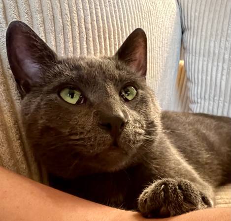Lost: Male solid gray cat 2yr (Mount Pleasant)63812569306243124