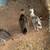 peacocks peachicks 5 thumbnail