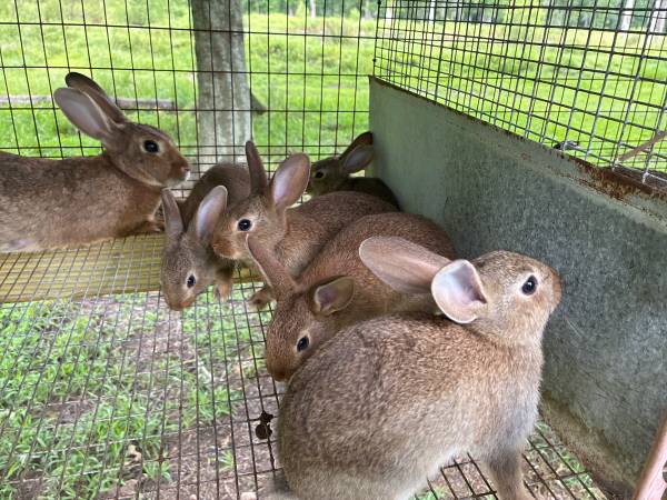 Rabbits for training 1