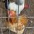 Brahma rooster chicken, Malaysian Seramas smallest chicken in world 8 thumbnail