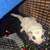 Two bonded male gliders 3 thumbnail