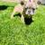 Frenchie pups 3 thumbnail