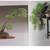 Bonsai Japanese Book large Coffee Table Limited Edition Vintage zboxed 7 thumbnail