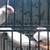 Song birds, canaries, java finch &  gouldians to re-home 15 thumbnail
