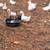 Ducks 1 thumbnail