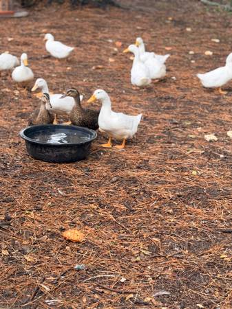 Ducks 1