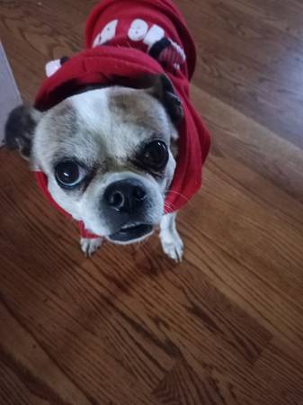 Looking for lost dog (Greeneville)64281508266114121