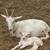 Milk Goats 6 thumbnail